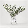 Green Leafy Branches in Glass Vase