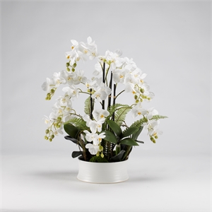 White Orchids in Round Ceramic Dish