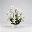 White Orchids in Round Ceramic Dish