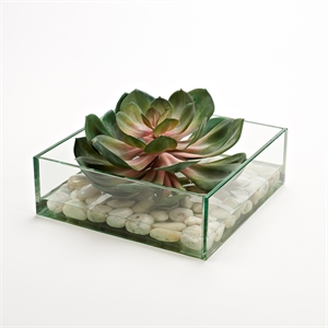 Pink/Green Echeveria in Marina Bowl