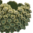 Benjara Nina Decorative Bowl- Textured Green Ceramic- Abstract Coral- 11 Inch