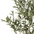 Benjara Vina Artificial Olive Tree- Realistic Green Silk Leaves- 47 Inch