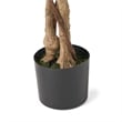 Benjara Deso Artificial Ficus Tree- Green Leaves w Twisted Trunk- 71 Inch