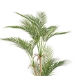 Benjara Zylo Decorative Faux Palm Tree- 40