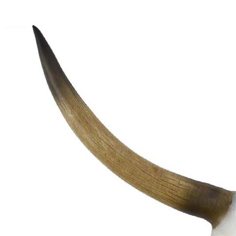 Benjara Kriya Sculpture- Longhorn Bull Skull Curved Horns- White Resin 19 Inch