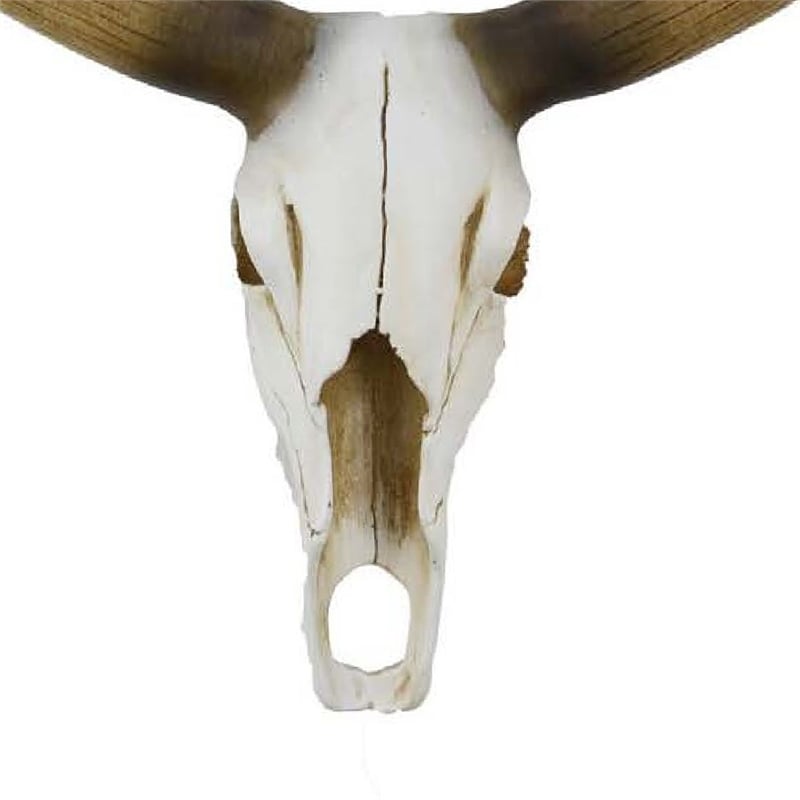 Benjara Kriya Sculpture- Longhorn Bull Skull Curved Horns- White Resin 19 Inch