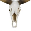 Benjara Kriya Sculpture- Longhorn Bull Skull Curved Horns- White Resin 19 Inch