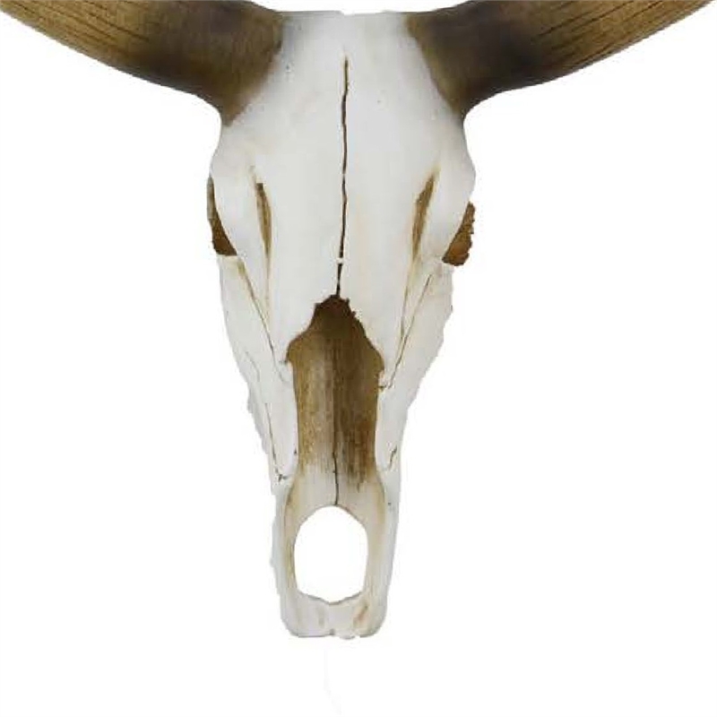 Benjara Kriya Sculpture- Longhorn Bull Skull Curved Horns- White Resin 19 Inch