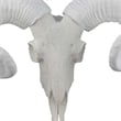 Benjara Mitch Bighead Sheep Ram Sculpture w Curved Horns- White Resin 16 Inch