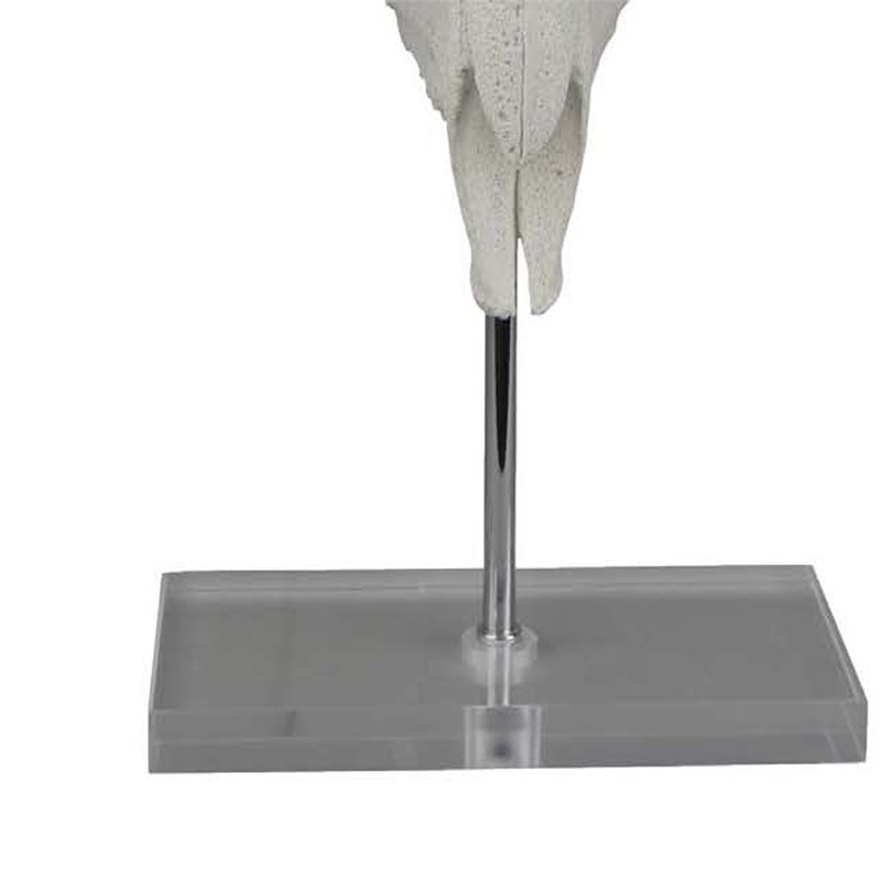 Benjara Mitch Bighead Sheep Ram Sculpture w Curved Horns- White Resin 16 Inch