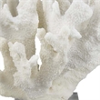 Benjara Manala Coral Sculpture with Clear Acrylic Base- White Resin 12 Inch