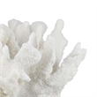 Benjara Manala Coral Sculpture with Clear Acrylic Base- White Resin 12 Inch