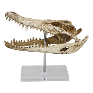 Benjara 13&quot Acrylic Crocodile Head Accent Decor- Bone White- Brown Resin
