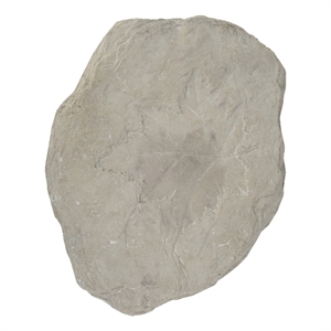 Concrete Fossil Accent Stone with Maple Leaf Imprint- White