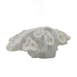 Decorative Coral Sculpture Tabletop Decor- 9 Inch White Polyresin