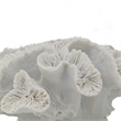 Decorative Coral Sculpture Tabletop Decor- 9 Inch White Polyresin