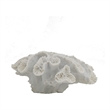 Decorative Coral Sculpture Tabletop Decor- 9 Inch White Polyresin