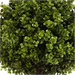 Yana Boxwood Topiary Tree with Pot- Set of 2- Green Poly Silk 22 Inch