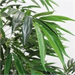 Aisha Artificial Willow Tree with ThermoPoly Silk Foliage- Green 83 Inch