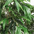 Aisha Artificial Willow Tree with ThermoPoly Silk Foliage- Green 83 Inch