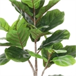 Moona Fiddle Leaf Fig Tree- 28 PEVA Leaves- Lifelike Poly Silk 43 Inch