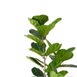 Axel Faux Fiddle Leaf Fig Tree- Iron Frame- Green Poly Silk 59 Inch