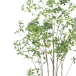 Terry Artificial Pieris Tree with White Planter- 95 Inch