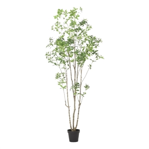 Terry Artificial Pieris Tree with White Planter- 95 Inch