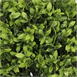 Manto Boxwood Topiary Ball Trees- Set of 2- Green Poly Silk 22 Inch