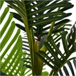 Rita Artificial Palm Tree- Set of 2- Iron- Green Poly Silk 61 Inch
