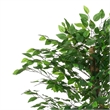 Carla Artificial Ficus Tree with PEVA Leaves- Black Pot- Lifelike 71 Inch