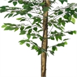 Carla Artificial Ficus Tree with PEVA Leaves- Black Pot- Lifelike 71 Inch