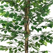 Carla Artificial Ficus Tree with PEVA Leaves- Black Pot- Lifelike 71 Inch
