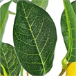 Artificial Lemon Tree with Lifelike Lemon- Black Pot- Lifelike 32 Inch