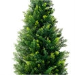 Tahya Cedar Topiary Tree- Set of 2- Iron Frame- Lifelike Poly Silk 48 Inch