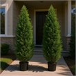 Tahya Cedar Topiary Tree- Set of 2- Iron Frame- Lifelike Poly Silk 48 Inch