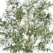 Lucas Olive Tree- Stainless Steel Branches- Lifelike Poly Silk 70 Inch