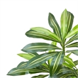 Kren Artificial Dracaena Tree- White Planter- Lifelike Poly Silk 60 Inch