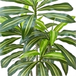 Kren Artificial Dracaena Tree- White Planter- Lifelike Poly Silk 60 Inch