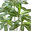 Kren Artificial Dracaena Tree- White Planter- Lifelike Poly Silk 72 Inch