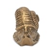 Verdor Golden Snail Cast Iron Decor