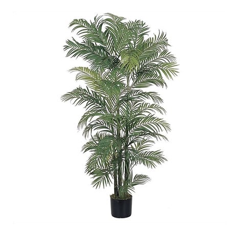 indoorplants