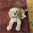 Linon Dillon Macon Brown and Ivory 8' X 10' Area Rug