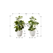 Artificial Plant - 14