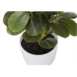 Artificial Plant - 14