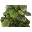 Artificial Plant - 14