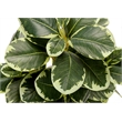 Artificial Plant - 14
