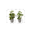 Artificial Plant - 14