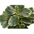 Artificial Plant - 14