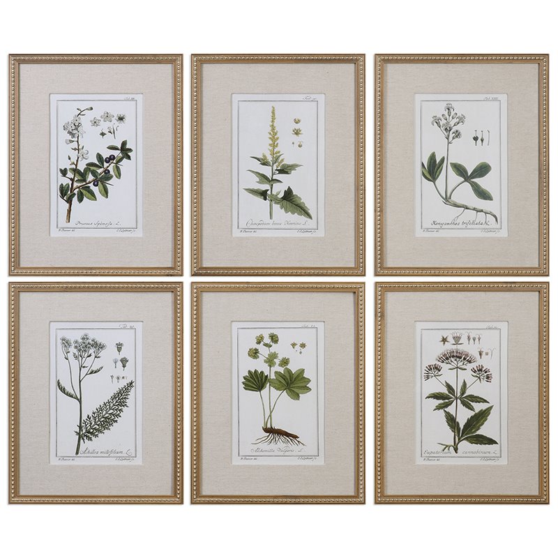 Uttermost Green Floral Botanical Study Pine Wood Prints - Multi-Color (Set of 6)